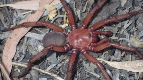 Forscher entdecken bisher unbekannte Riesenspinne (ja, in Australien)
