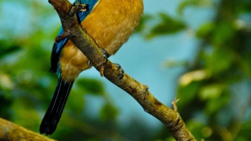 In Wildbahn ausgestorbener Vogel legt nach fast 40 Jahren wieder Eier in Wildnis