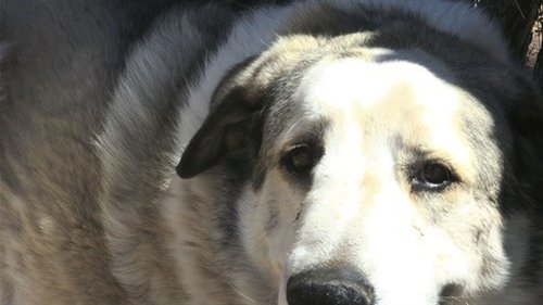 Hund rettet vermisstes Kleinkind in der Wüste von Arizona