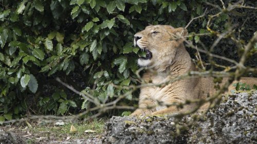 Zoo Zürich präsentiert neue Raubkatzen-Anlage «Panthera» – so sieht sie aus