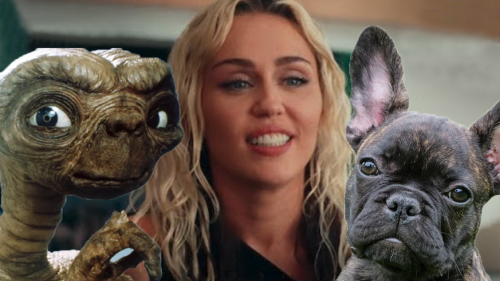 Miley Cyrus, ein Frenchi oder E.T. – hörst du den Unterschei?