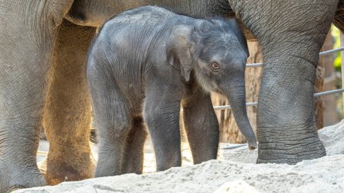 Elefantenbaby kommt im Zoo Zürich an Ostern zur Welt