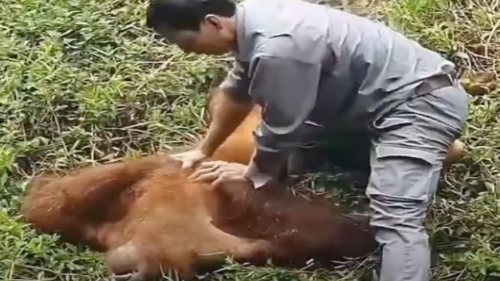 Zoowärter rettet Orang-Utan das Leben