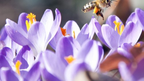 Bienenprofessor ist alarmiert: «Alle Honigbienen-Völker der Schweiz sind chronisch krank»