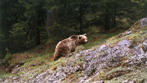 Italienische Provinz segnet Gesetz zu Tötung von acht Bären pro Jahr ab