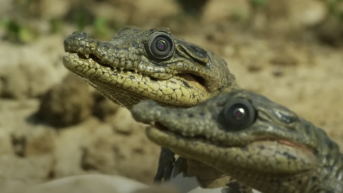 Schweizer Roboter spionieren Krokodile in Afrika aus
