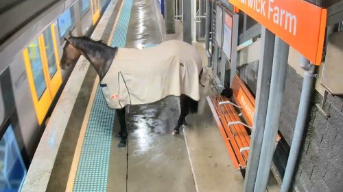 Pferd «albert» an Bahnhof in Australien herum