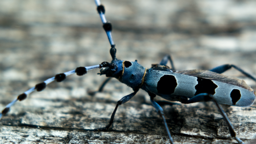Insekten werden immer weniger – und die Spezialisten verschwinden am schnellsten