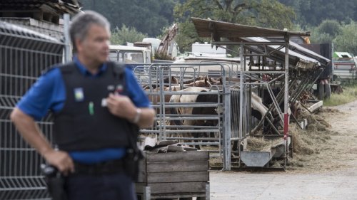 Tierquälerei-Prozess: Hefenhofen-Bauer in zahlrechen Punkten freigesprochen
