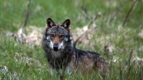 Wolf wird im Aargau vom Zug überfahren und getötet