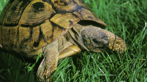 Fünf Jahre vermisst: Schildkröte in Schaffhausen gefunden