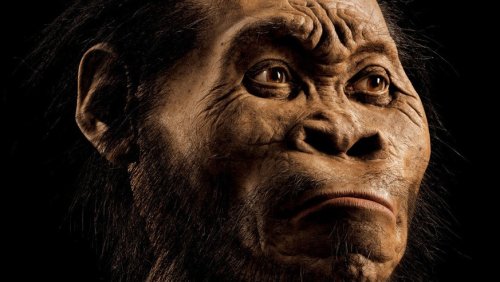 Womöglich älteste Grabstätte gefunden – Homo naledi begrub dort seine Toten