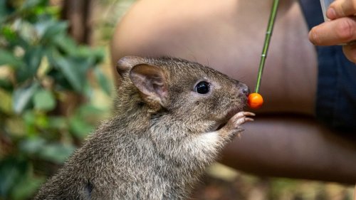 Feinschmecker-Känguru sucht Pilze im Zoo Zürich