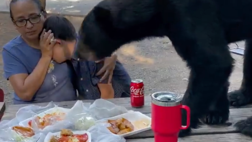 Ein hungriger Schwarzbär ruiniert ein Geburtstagsessen in Mexiko