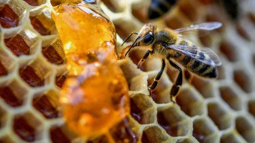 Hilft lokaler Honig wirklich gegen Heuschnupfen? Eine Expertin klärt auf