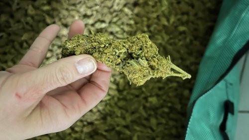 Konkursamt in Bern versteigert 39 Kilo Hanfblüten ab 3900 Franken