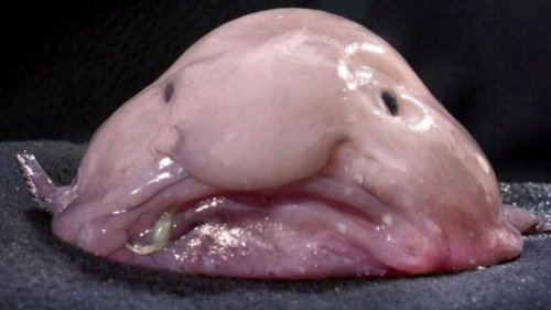 Er wird unfassbar alt – der Blobfisch ist der «Fisch des Jahres» in Neuseeland