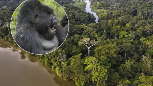 Die Demokratische Republik Kongo versteigert Regenwald – und bedroht das Klima weltweit
