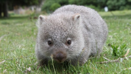 Rettung für Koalas und Co.: Australien will Artensterben stoppen