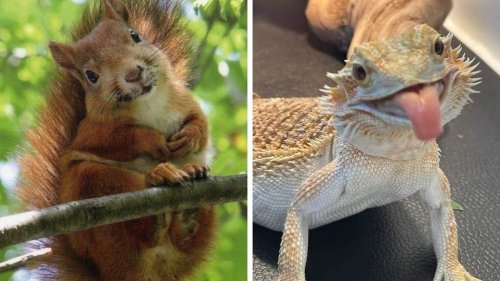 Ein bisschen Spass gefällig? Da helfen nur diese herzigen Tierbilder