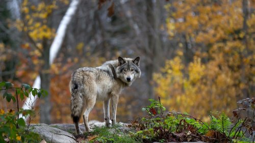 Gefährliche Wölfe können bald vorbeugend geschossen werden