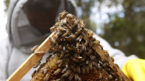 Imkerverband zur Kritik von Bienen-Experte: «Auch ein Professor kann sich irren»