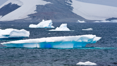 Eisschwund könnte Tierwelt in den Polarmeeren verändern