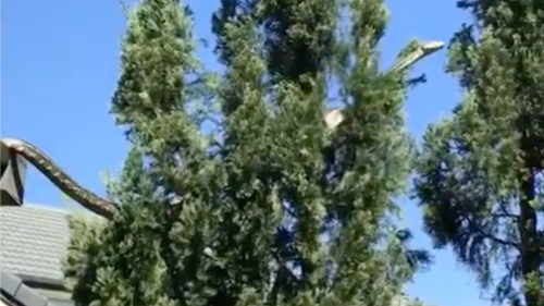Mitten in der Nachbarschaft: 5-Meter-Riesenpython schlängelt sich vom Dach
