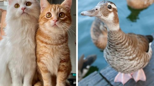 Zu Ostern gibt es nicht nur herzige Hasen – hier kommen die besten Tierbilder der Woche
