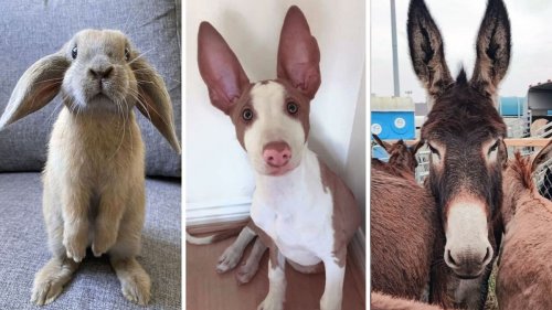 Halt die Ohren steif – mit diesen 28 lustigen Tierbildern