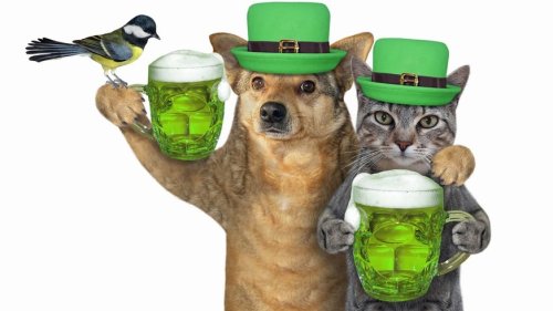 Der St. Patrick's Day in 21 komischen Stockbilder (inklusive absurder Bildunterschriften)
