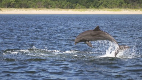 Forscher entdeckten zwei bislang unbekannte Delfine in der Schweiz