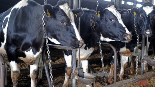 Trotz Bio-Siegel kein Tierschutz: Was das für die Bio-Landwirtschaft bedeutet