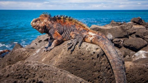 Galápagos-Insel: Seltener Landleguan vermehrt sich wieder seit 187 Jahren
