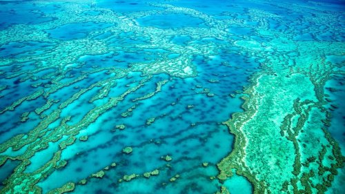 Korallen am Great Barrier Reef erholen sich – aber keine Entwarnung