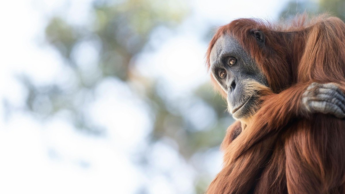 Traurige Orang-Utan-Wahrheit: "Als würde man seinen Opa entführen"