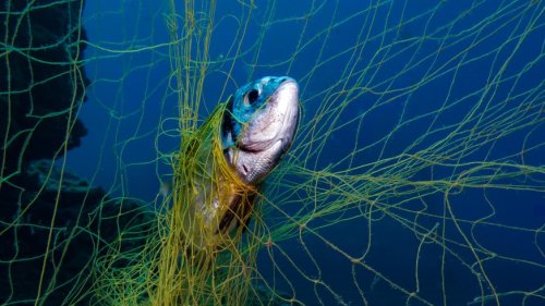 Überfischung der Weltmeere nimmt zu – WWF warnt vor Katastrophe