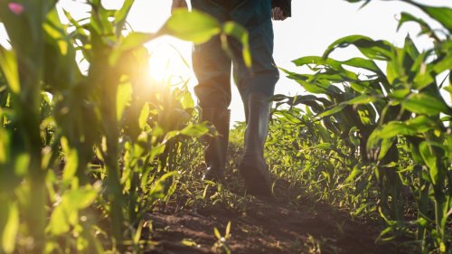 Bio-Landwirtschaft in Deutschland nimmt weiter zu