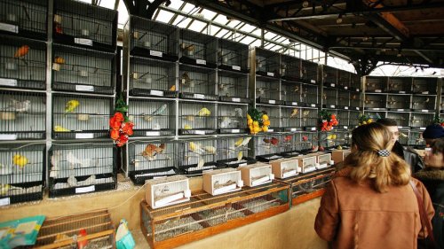 Pariser Vogelmarkt schließt aus Tierwohlgründen