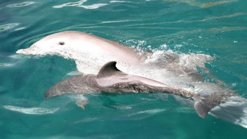 Gute Nachricht: Fischerei-Verbot soll Delfin-Massaker stoppen