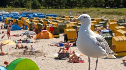Urlaub an der Ostsee: Touristen wütend wegen Gestank