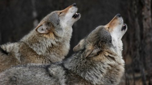 Wolf kommt Haltestelle gefährlich nahe – so solltest du dich verhalten