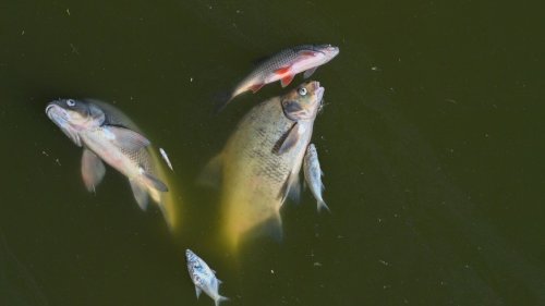 Fischesterben in der Oder: Experten haben Ursache für den Tod der Tiere entdeckt