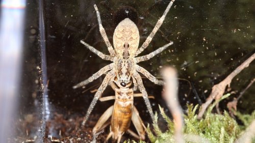 Nosferatu-Spinne in Deutschland: Wie gefährlich und giftig ist ihr Biss?