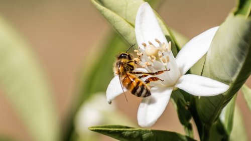 Schutz von Bienen: EU will Einsatz von Pestiziden weiter beschränken