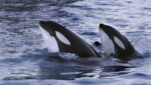 Frankreich: Zwei Orcas sind trotz Schließung weiter in Aquarium gefangen