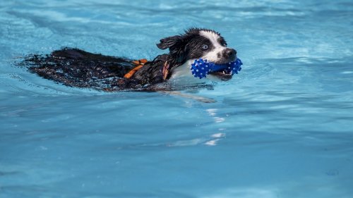 Ice Bucket Challenge mit Hund – Tierärztin geschockt über gefährlichen Trend