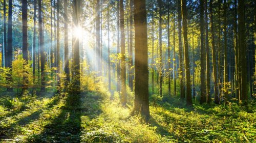 Nachhaltiges Saatgut: Baumzucht für die Wälder von morgen