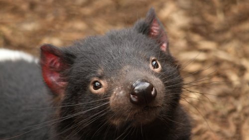 Down Under feiert: Tasmanische Teufel vermehren sich auf australischem Festland