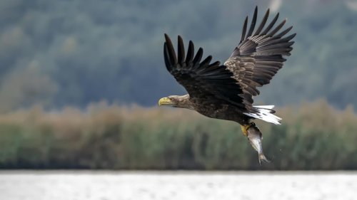 Erfolg im Artenschutz: Der Seeadler ist zurück in Österreich